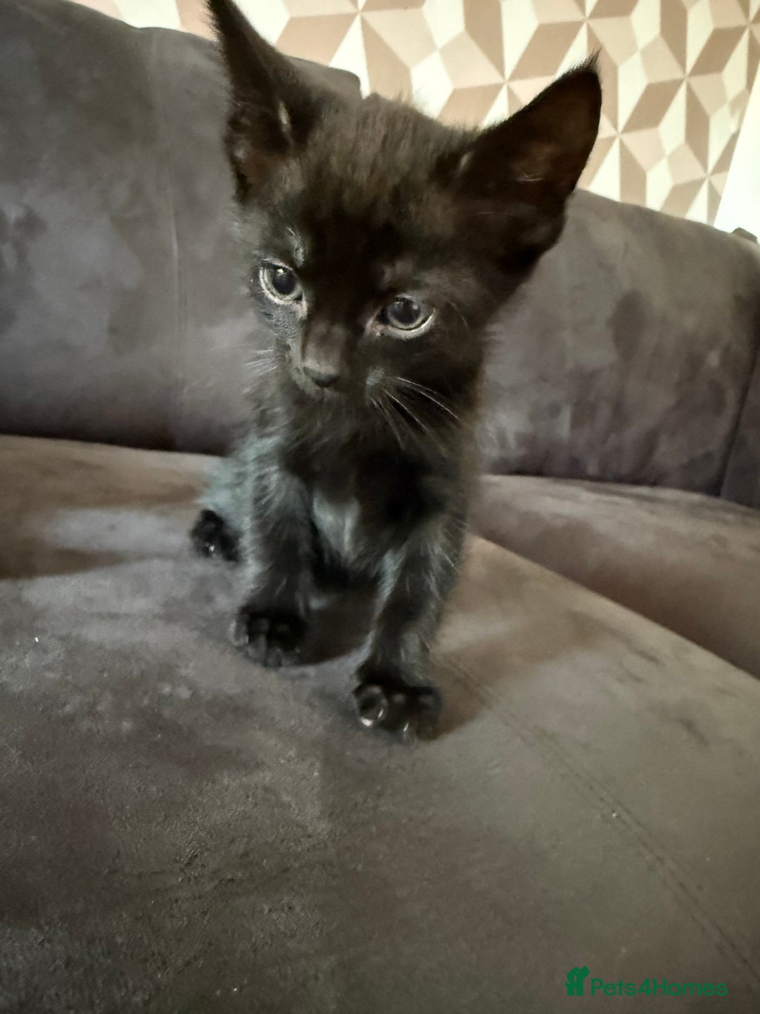 Bengal cats for sale: Kittens - Image 17