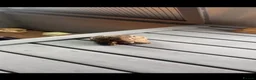 Tortoise reptiles for sale: Leopard Tortoise  - Advert 4