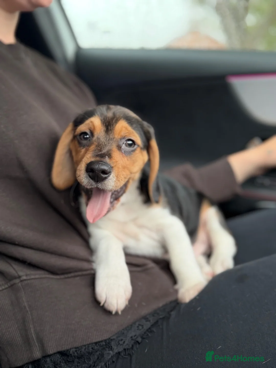Beagle dogs for sale: male beagle puppy in Hythe - Advert 11
