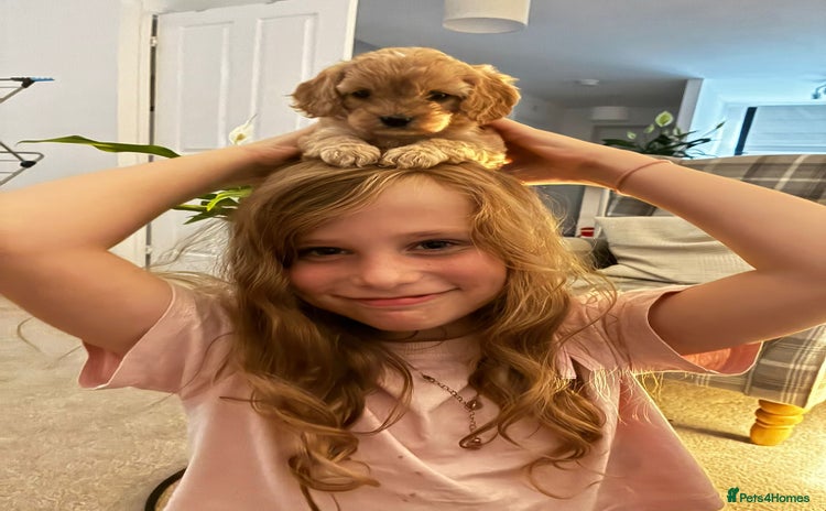 Cavapoo dogs - Advert 3