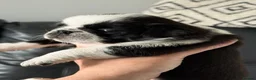 Pug dogs for sale: Black and white panda pug puppy male - Advert 3