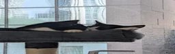 Mixed Breed cats for sale: Pair of Domestic Shorthair tuxedo kittens for sale - Advert 4