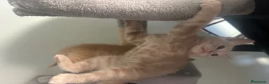 Tyson