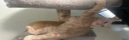Mixed Breed cats for sale: 2 Beige and 2 Ginger kittens  - Advert 9