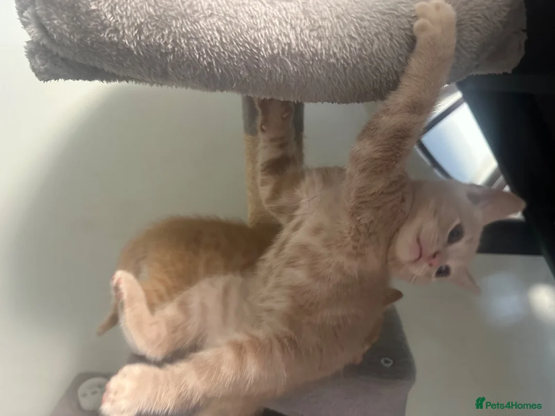 Mixed Breed cats for sale: 2 Beige and 2 Ginger kittens  - Advert 9
