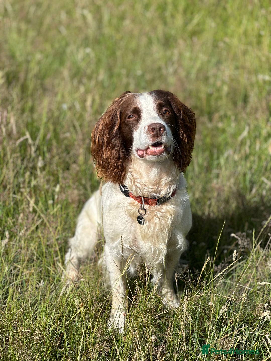 English Springer Spaniel dogs for stud: Jerry - KC Registered English Springer Spaniel  - Advert 15