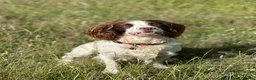 English Springer Spaniel dogs for stud: Jerry - KC Registered English Springer Spaniel  - Advert 15