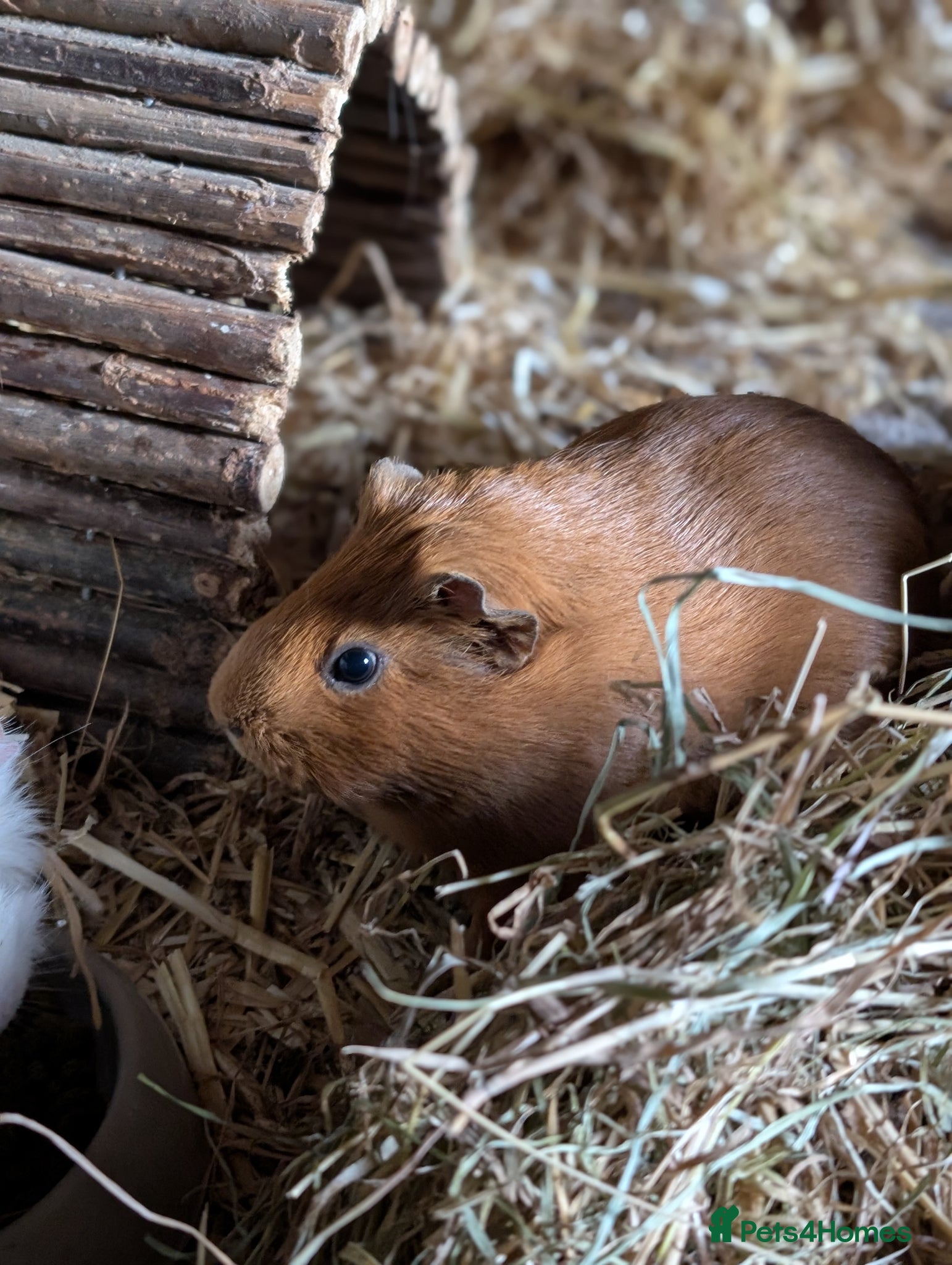 Guinea Pig rodents Sows looking for loving homes  - Advert 2