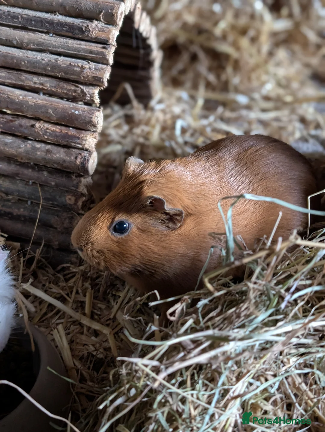 Guinea Pig rodents for sale: Sows looking for loving homes  - Advert 1