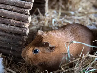 Guinea Pig rodents Sows looking for loving homes - Advert 2