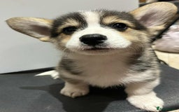 Welsh Corgi Pembroke dogs for sale: 3 Welsh Pembrokeshire Corgis - Image 4