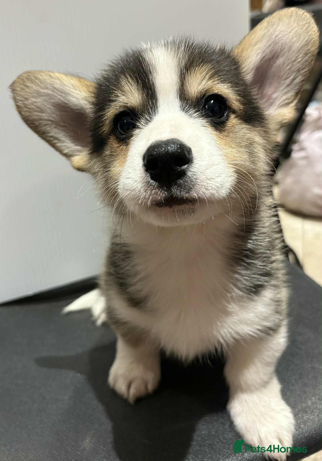 Welsh Corgi Pembroke dogs for sale: 3 Welsh Pembrokeshire Corgis - Image 4