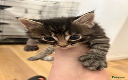Maine Coon cats for sale: Ragcoon polydactyl kittens - Image 4