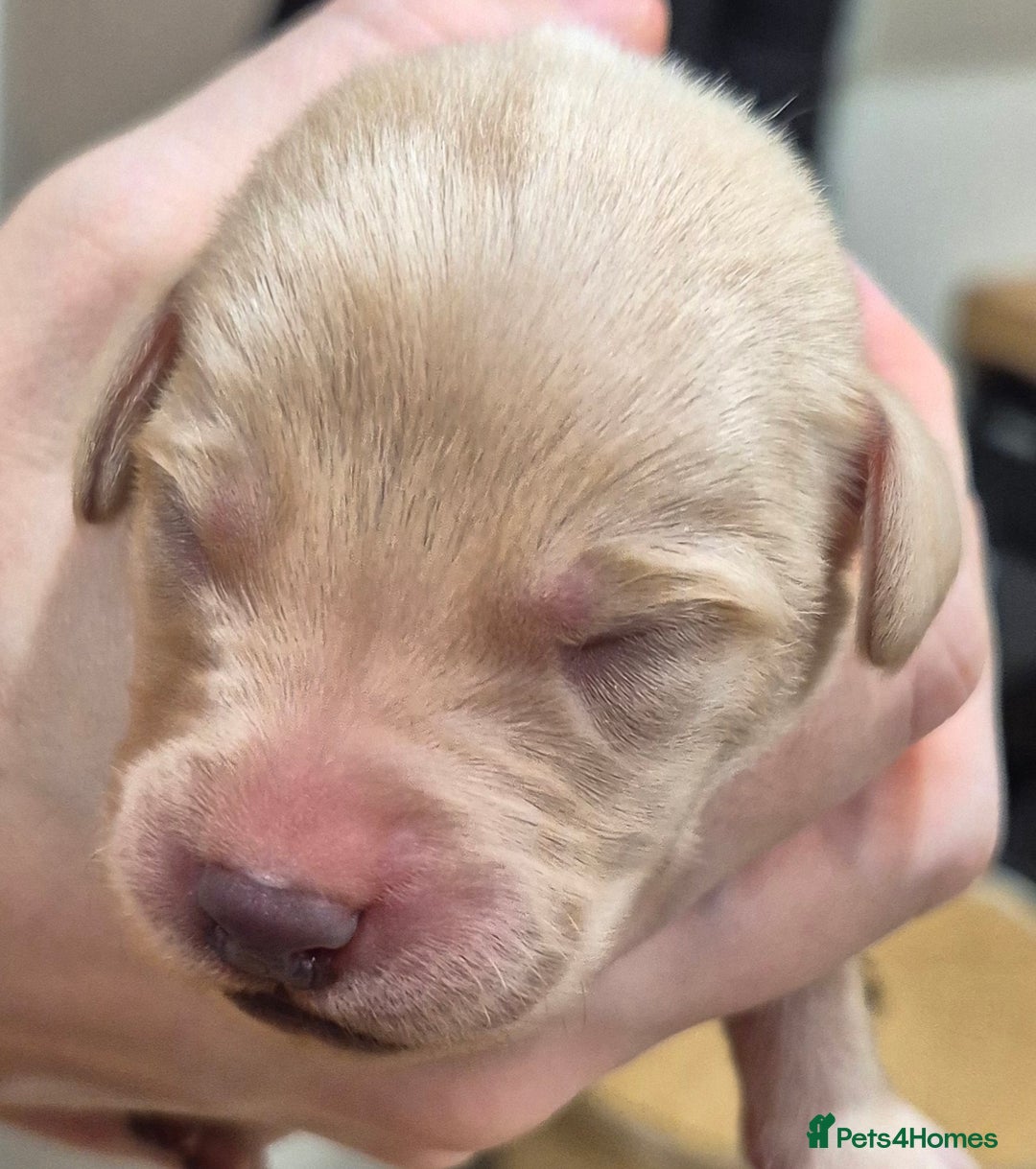 Labrador Retriever dogs for sale: KC Reg Working Fox Red & Yellow Lab Puppies - Advert 8