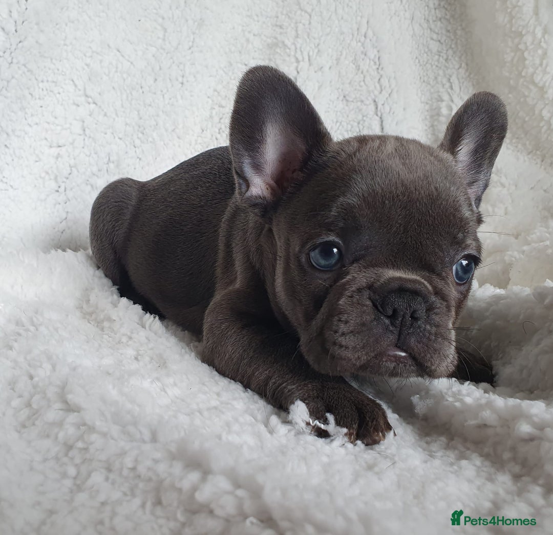 French Bulldog dogs for stud: Kye - Lilac and Tan Frenchie in St Albans - Advert 17