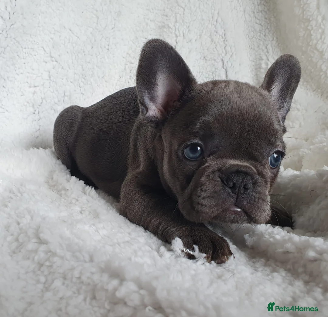 French Bulldog dogs for stud: Kye - Lilac and Tan Frenchie in St Albans - Advert 17