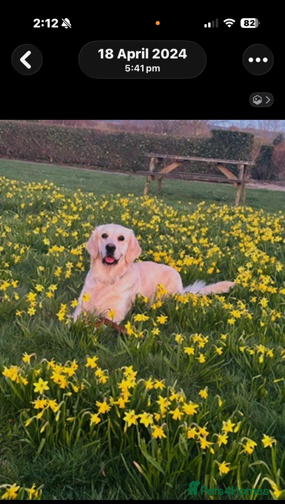 Golden Retriever dogs for sale: Beautiful chunky golden retriever puppies  in Chelmsford - Advert 5