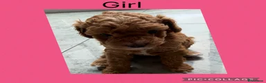 Cavapoo 2