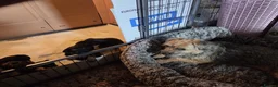 Border Terrier dogs for sale: 4 Beautiful KC Registered Border Terrier Puppies  - Advert 2