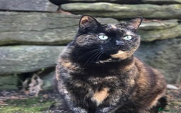 Mixed Breed cats for sale: X2 male kittens looking for their forever home - Image 9