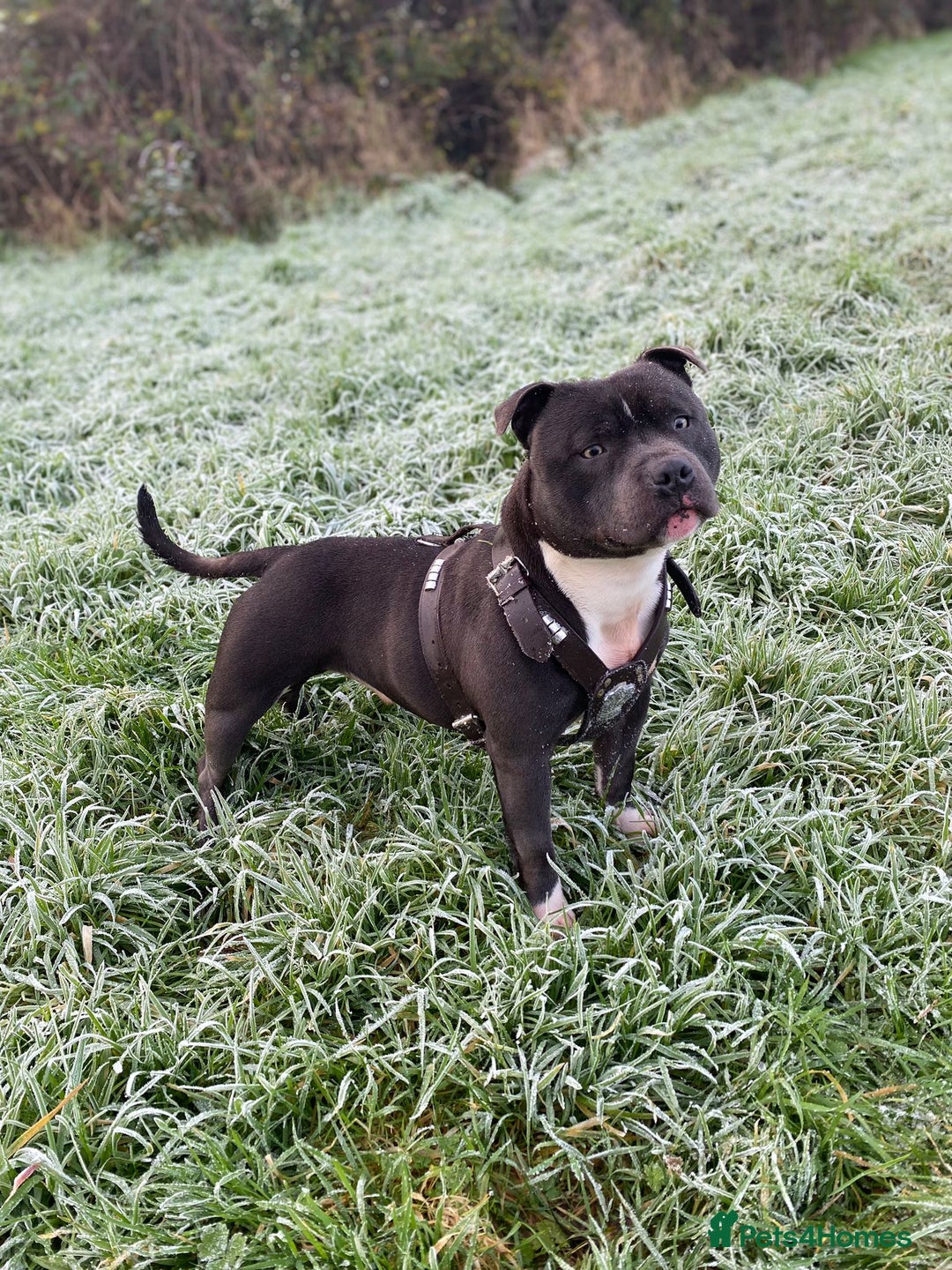 Staffordshire Bull Terrier dogs for stud: STORM - Image 6