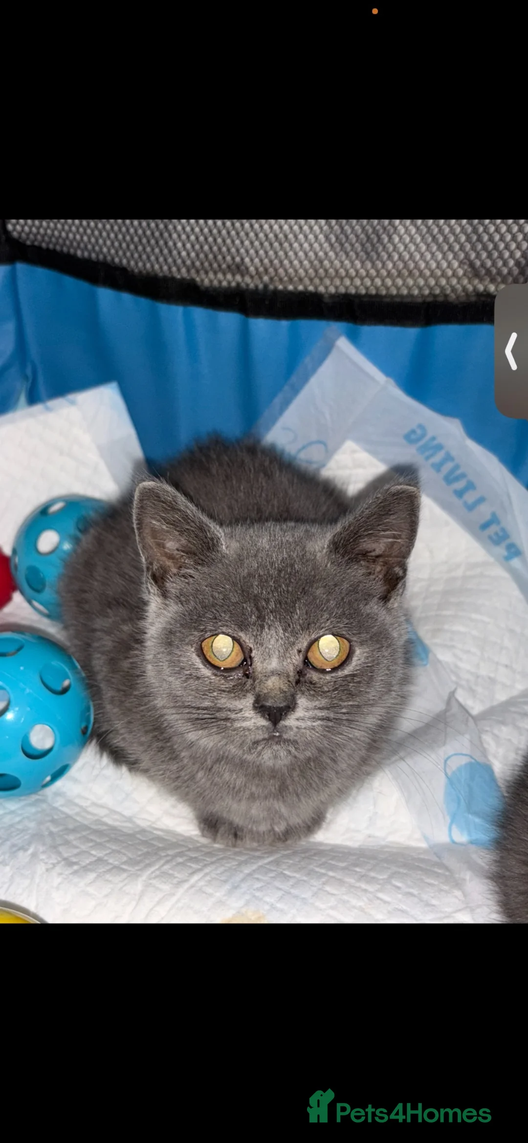 British Shorthair cats for sale: British short hair dad and male kitten in Derby - Advert 2