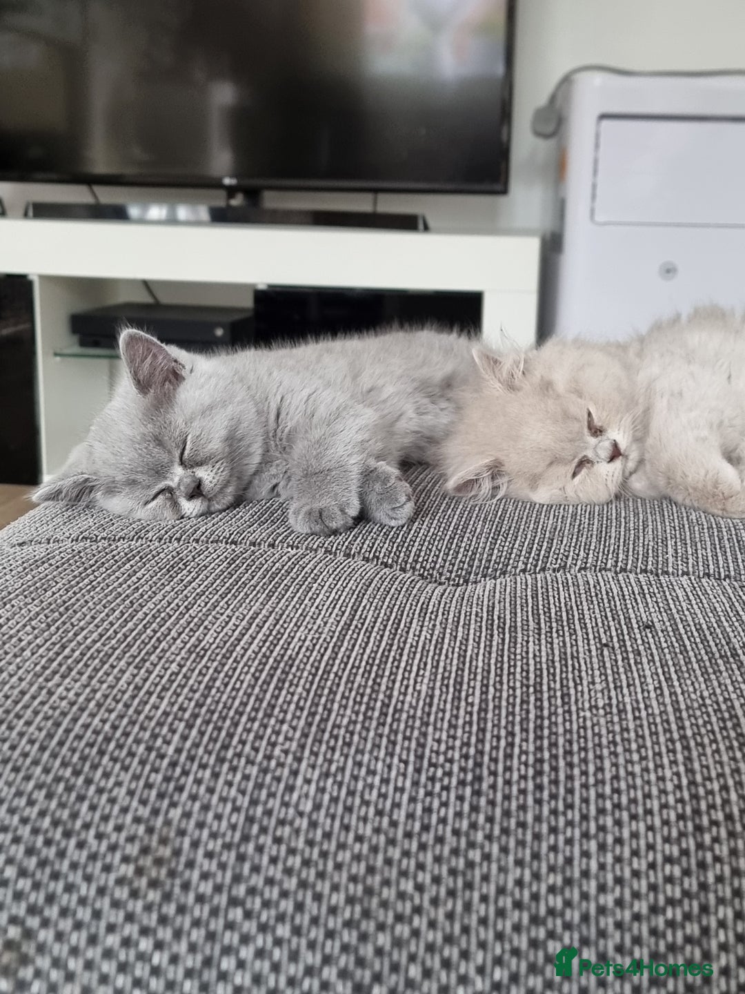 British Shorthair cats for sale: TOP💗 Quality British Shorthair 😻Kittens💋 - Image 30