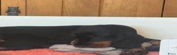 Cocker Spaniel dogs for sale: Show Cocker Spaniel puppies  - Advert 1