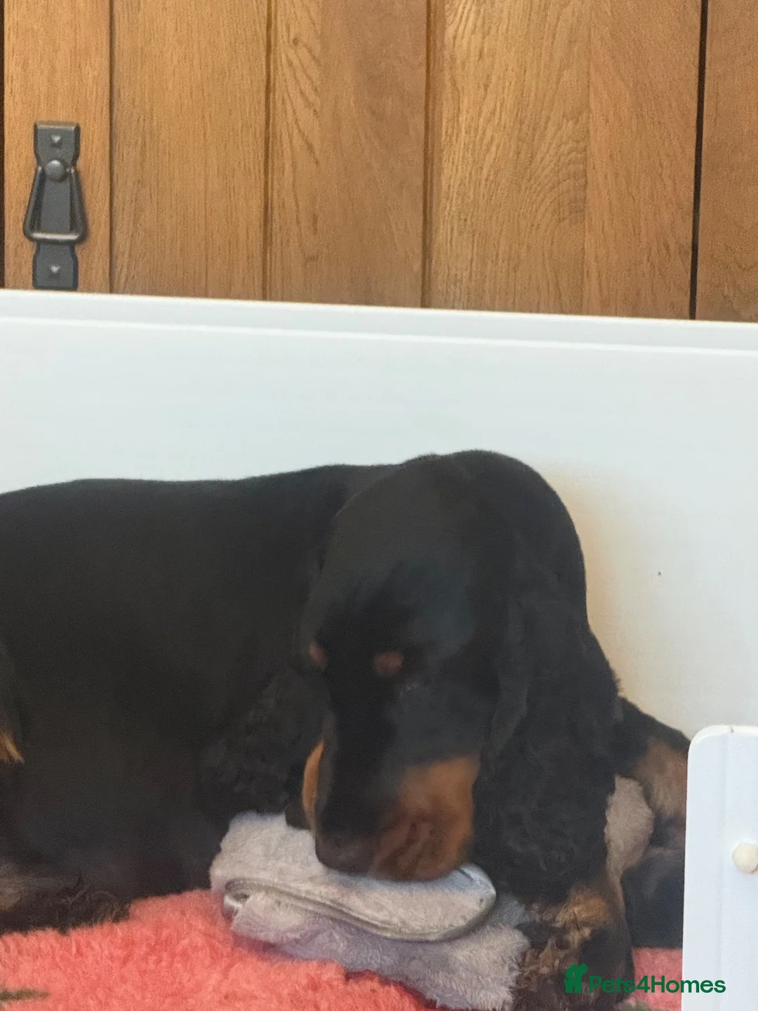 Cocker Spaniel dogs for sale: Show Cocker Spaniel puppies  - Advert 1