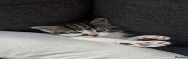 Maine Coon Kitten 1