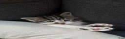 Mixed Breed cats for sale: Maine coon kittens x6 available from 8th May - Advert 2