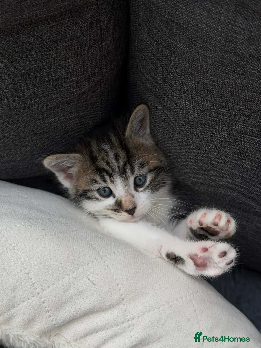 Mixed Breed cats for sale: Maine coon kittens x6 available from 8th May - Advert 2