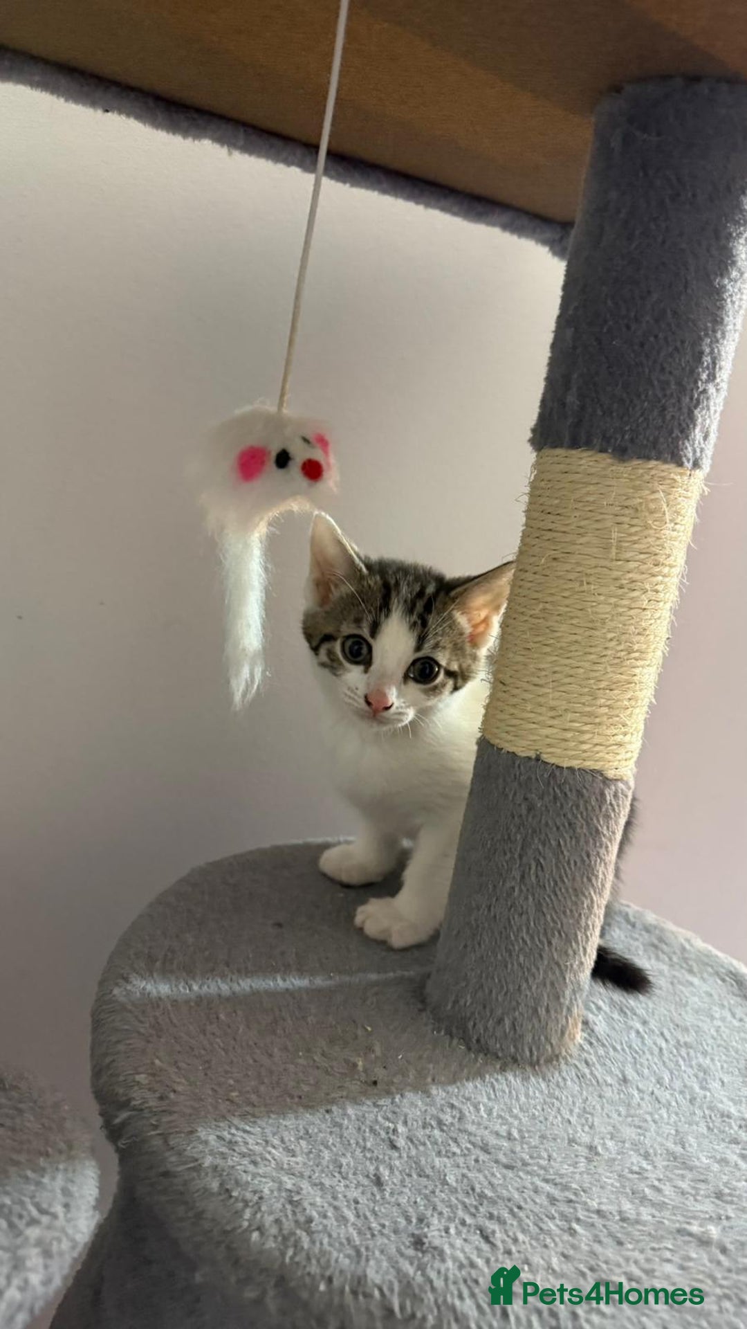 Bengal cats for sale: Bengal Mixed breed - Advert 2