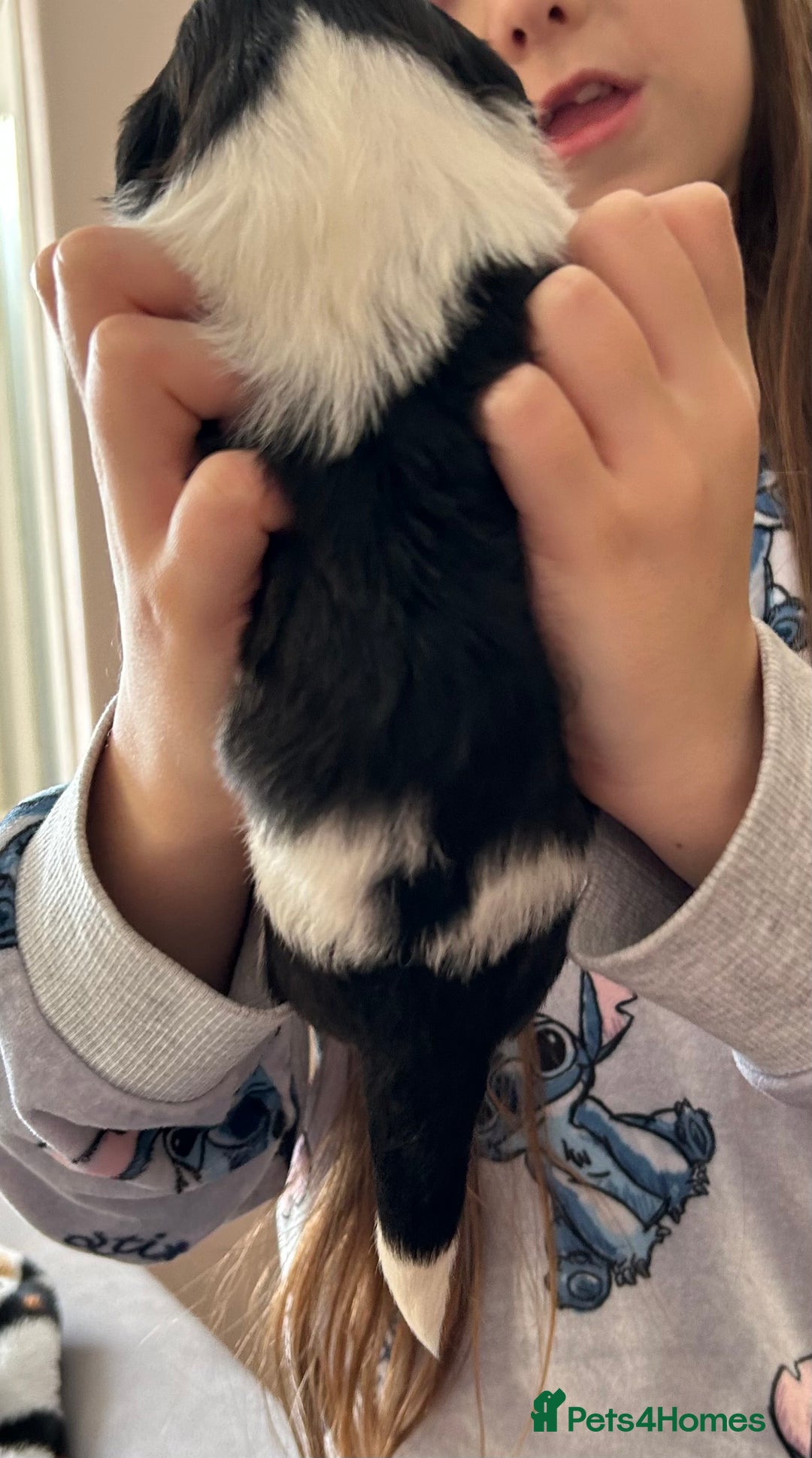 Shih Tzu dogs for sale: Beautiful shih tzu pups for sale  - Advert 13