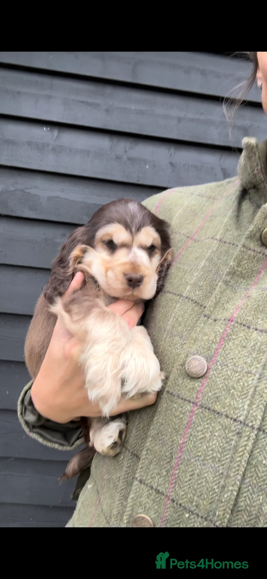 Cocker Spaniel dogs for sale: Sable Show Cocker Spaniels  - Advert 2