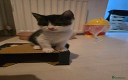 British Shorthair cats for sale: Beautiful kittens  - Image 13