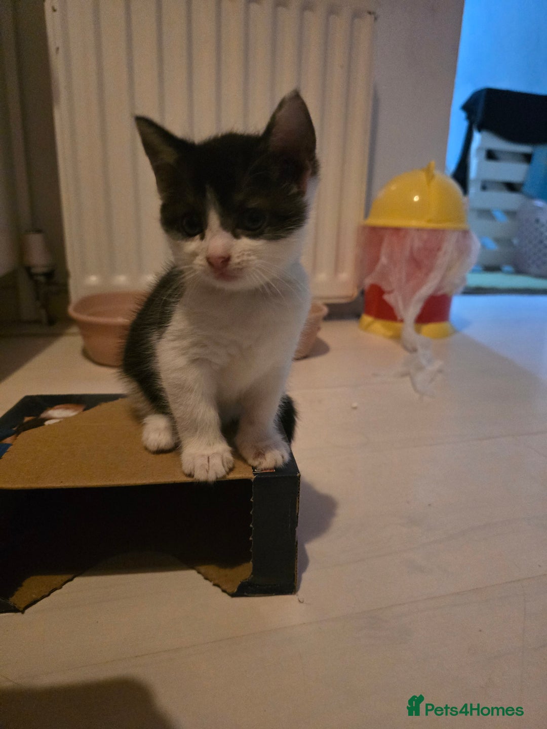 British Shorthair cats for sale: Beautiful kittens  - Image 13