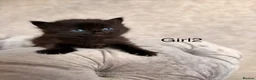 Mixed Breed cats for sale: 3 Gorgeous Kittens (2 Long Haired) - Advert 3