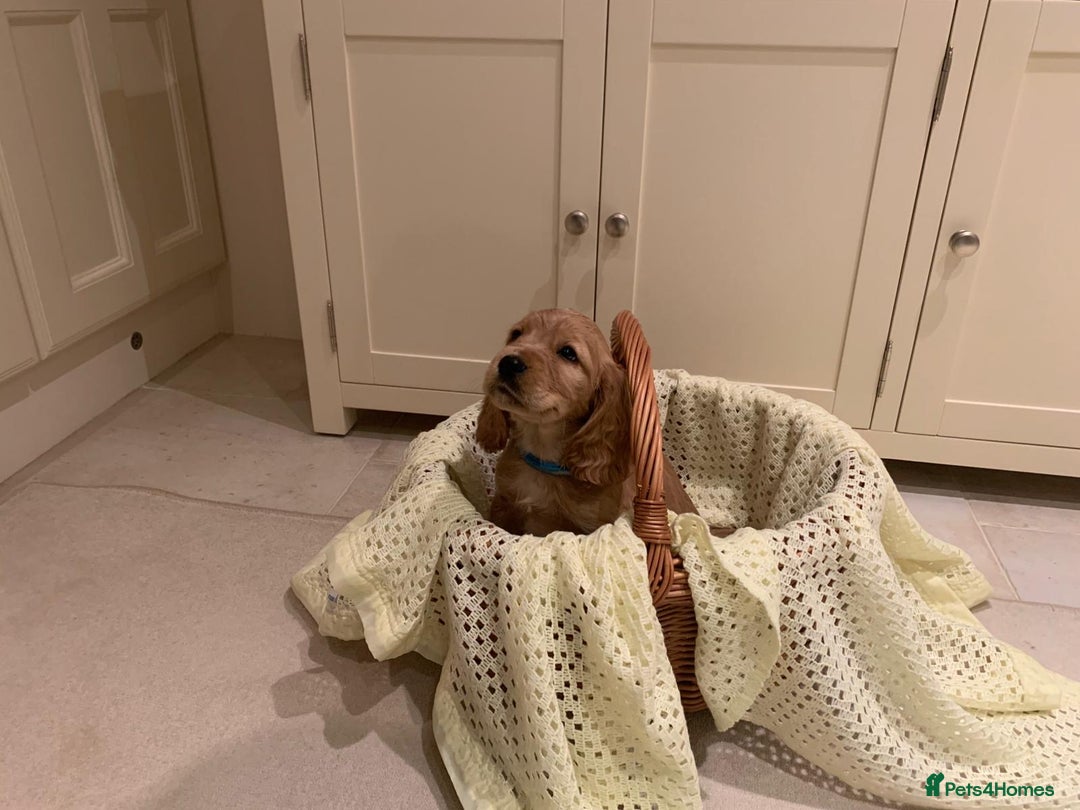 Cocker Spaniel dogs for sale: Cocker spaniel puppies  - Advert 10