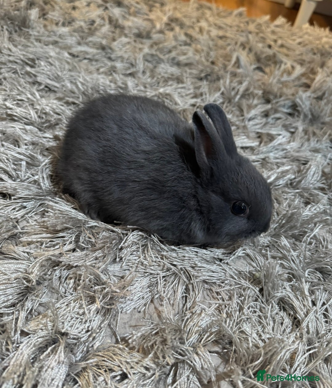 Netherland Dwarf rabbits for sale: Pure Bred Netherlands Dwarf Bunnies  - Image 8