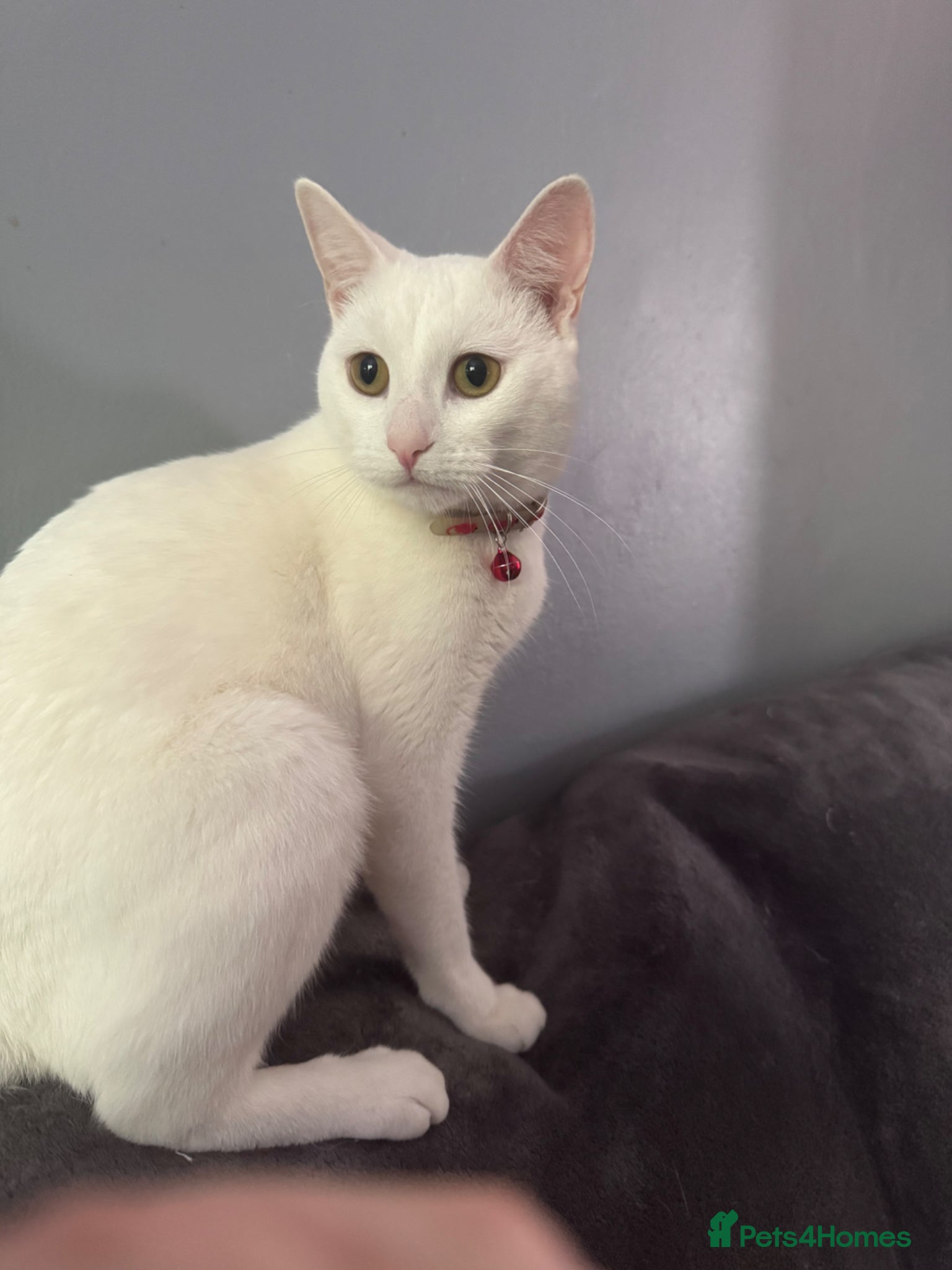 Domestic Shorthair cats for sale: Beautiful kittens - Advert 3