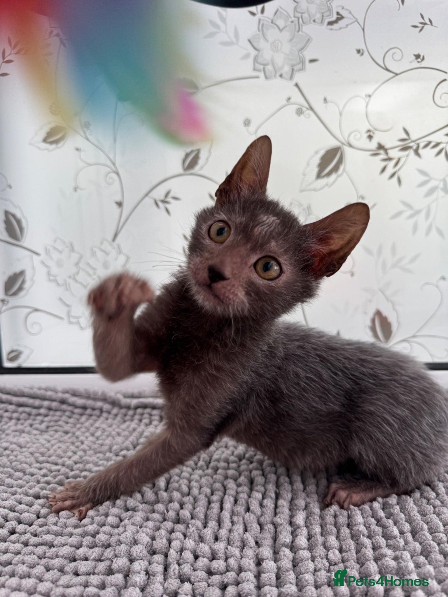 Lykoi cats Super cuddly Lykoi boy  - Advert 1