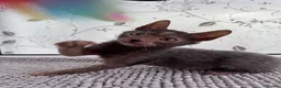 Lykoi cats for sale: Lykoi Kittens Ready Now  - Advert 8