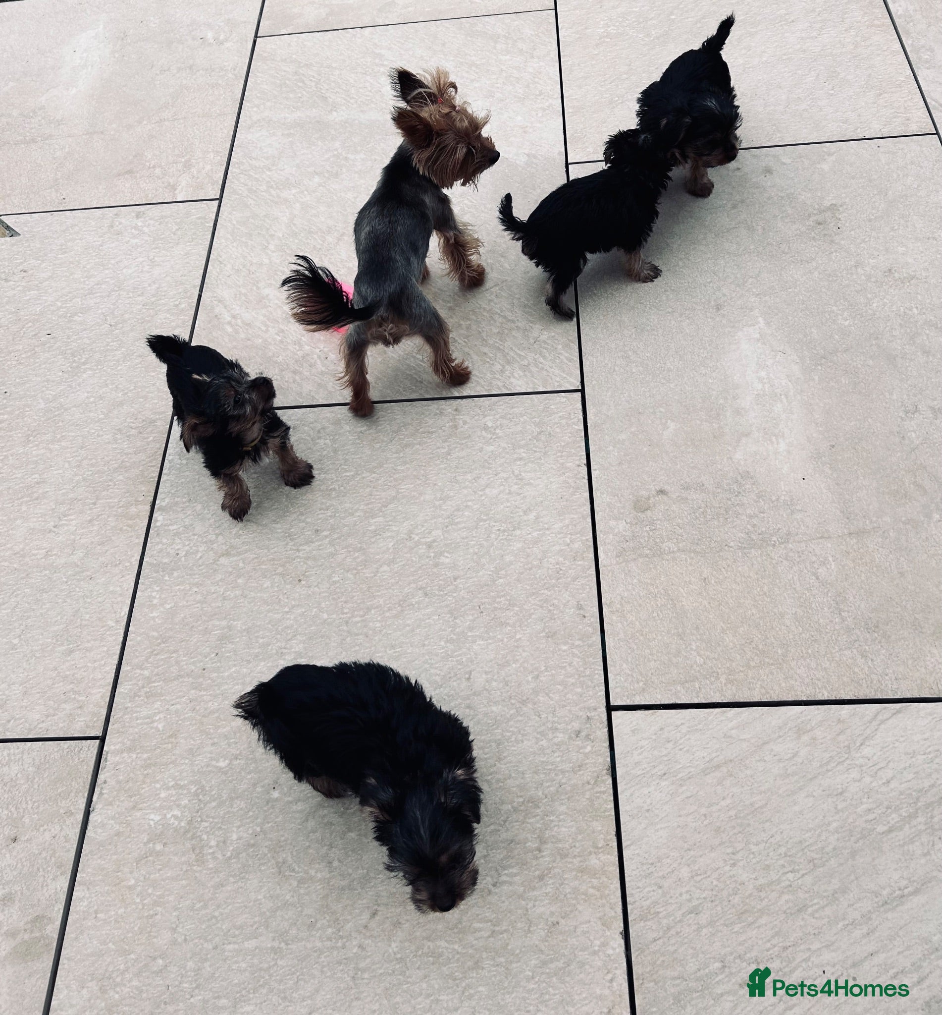 Yorkshire Terrier dogs Tiny Yorkshire terrier puppies  - Advert 3