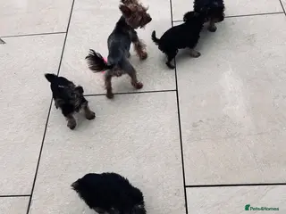 Yorkshire Terrier dogs Tiny Yorkshire terrier puppies - Advert 1