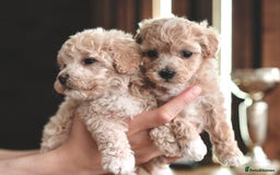 Maltipoo dogs for sale: Maltipoo mini boys and girls - Image 5