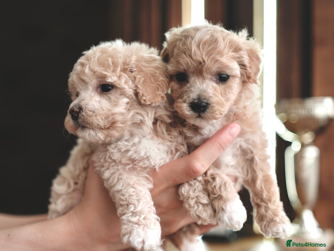 Maltipoo dogs for sale: Maltipoo mini boys and girls - Image 5