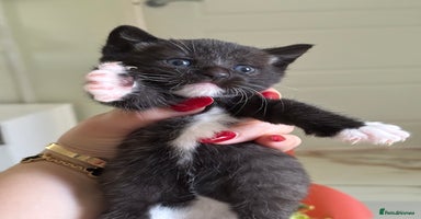 Russian Blue cats - Advert 1