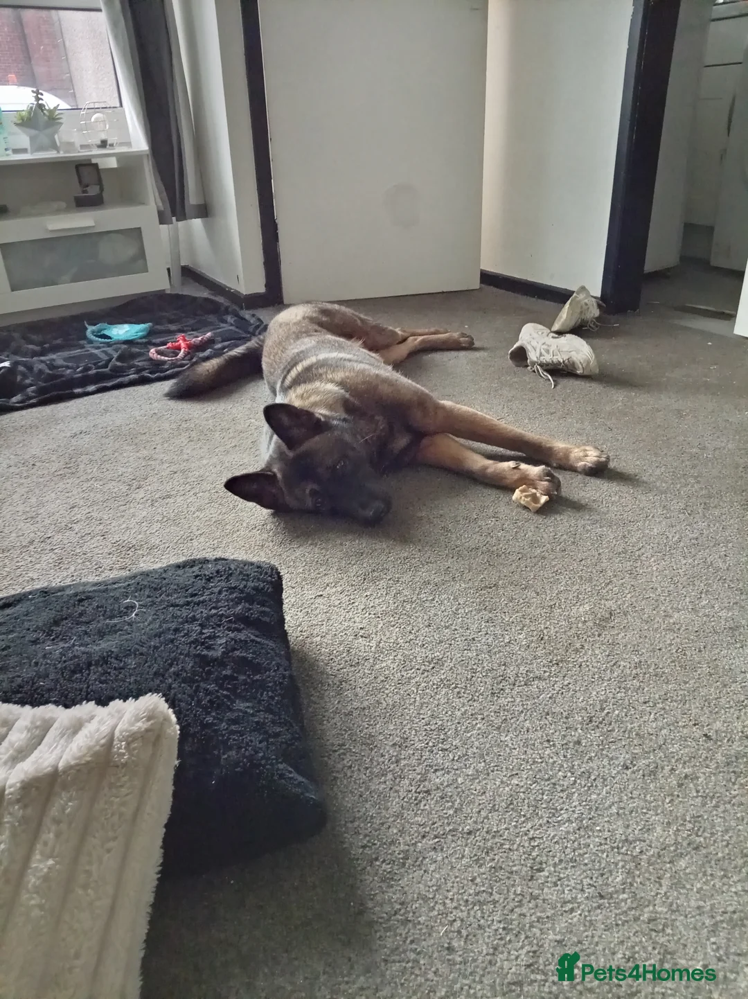 Mixed Breed dogs for sale: 1 year old Belgian Malinois x Akita  in Oldham - Advert 6
