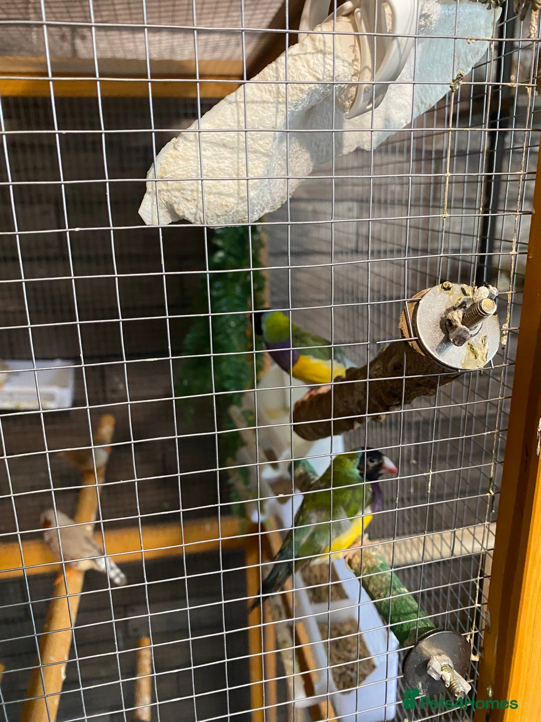 Finches birds for sale: Finches and Cage - Image 3